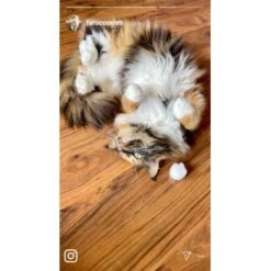 Kater Kasimir Premium Katzenminze, 60g Vorratspack (getrocknet, Geschnitten Und Gesiebt) -Haustierparadies 0a8ae32e60664223a1beefc94e9ac56208606b87 1408153 de DE adc4a873272fd6b5f96f57d3a5134693bfc5f272qXbFbT