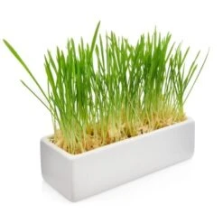 Canadian Cat Company Futterbar Cat Diner Grau/ Weiß -Haustierparadies 0e525574824550e168be02a6fecb7a609ed284ae 1360972 de DE a02d68c3a8d109b1266e955b4dfb6c9ffc1d2950Klvw73