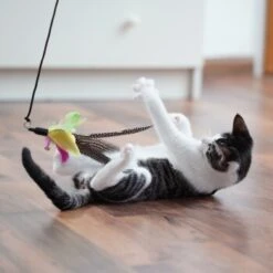 Schlitzohr Katzenangel Federanhänger 5x 20 Schlitzohr Katzenangel Federanhänger 5x -Haustierparadies 11ed2d225658009b8abd2f7334a71527c7d32c64 1484675 de DE 2194cc6dae193c9b0d821763f83834cddf74faa5Q2fI5o