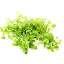 DENNERLE Wasserpflanzen-Set "80L Basic" -Haustierparadies 242fffd2e66c7dd4022a5b29d3eb88a62c0eeac3 2c40e0a9741f7d5799d4cf8683f816dbe6584a43