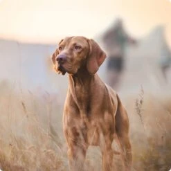 REAL NATURE Senior Lamm & Kalb 6x800 G -Haustierparadies 2a7e6cb20be89e03efc3fb044f52385d1267f3cd 1314110 de DE Real Nature Original Dog bild