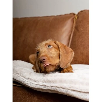 TrendPet Harmony Gefütterte Liegedecke Creme XS 4 TrendPet Harmony Gefütterte Liegedecke Creme XS – Bild 2