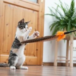 Schlitzohr Federwedel Birdy 3er Pack -Haustierparadies 2e08cedc855b4fe4d22372cc22f48cef3188be3c 1659562 de DE 4a8ba2ccf79071630769db1080a8b14fba93fcb3EKX8X8