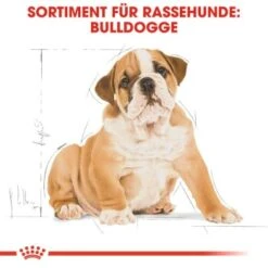 ROYAL CANIN Bulldog Puppy 12 Kg 14 ROYAL CANIN Bulldog Puppy 12 Kg -Haustierparadies 34e445d3dc3b82e8f1e3b10f75eccfe8db50bde9 1795e31ec0325147d36ebe133b178816596eea5e