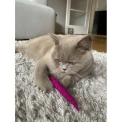 Kater Kasimir 10 Handgerollte Filzwürmer Aus Echtem Wollfilz (Sparpack) -Haustierparadies 36b8c0126fb3bc60c02d63bbb711b951b55f7847 1408147 de DE c5cba6f234ac281b06ab2bf91b400235064e5461UJscKH