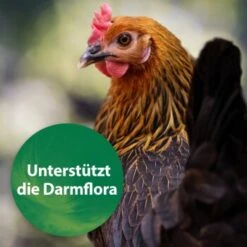 Quiko Spirulina 250 G -Haustierparadies 3d52ae2cda3a93dbbb171e59599a6c0a27f2e3c3 1387640 de DE 67c9513295fdd7c15a86037e0ffd1fd47159d67cAGelHa