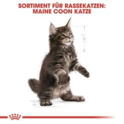 ROYAL CANIN Maine Coon Kitten 4 Kg -Haustierparadies 5363adbcd5720069c9dee834c28d247ed6c58d7d 78d41fa69f58c3708158103686f8d71d73464eed