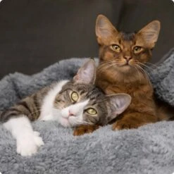 SELECT GOLD Senior +12 Huhn & Lachs 12x85 G -Haustierparadies 536de371626fbac7381fe51ce63607aedfae0cd8 1099803 de DE 4 Select Gold Cat 2