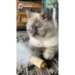 Kater Kasimir Deluxe Set Mit 9 Beliebten Katzenspielzeugen Aus Naturmaterial Und Handgemachtem CATMOM Armband 13 Kater Kasimir Deluxe Set Mit 9 Beliebten Katzenspielzeugen Aus Naturmaterial Und Handgemachtem CATMOM Armband -Haustierparadies 53dfde9e2fe82dcabccac0c3ca73172551111df6 1408141 de DE 911e17a5e45692f3789ac8bc9aee946048898d74cBDD0E