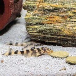 JBL PRONOVO PLECO WAFER Futtertabletten Für Herbivore Saugwelse XL 250 Ml 13 JBL PRONOVO PLECO WAFER Futtertabletten Für Herbivore Saugwelse XL 250 Ml -Haustierparadies 5fd8c48424dcd934ce8dd9fe90508ea34faae60c 1388874 de DE jbl pronovo pleaco wafer 4