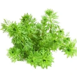 DENNERLE Wasserpflanzen-Set "80L Basic" -Haustierparadies 6910594d38d69944bc3b2fda824074a41fa98e6a 3920e6650acdd9ca1da34a6fd6c6581de5a906f8