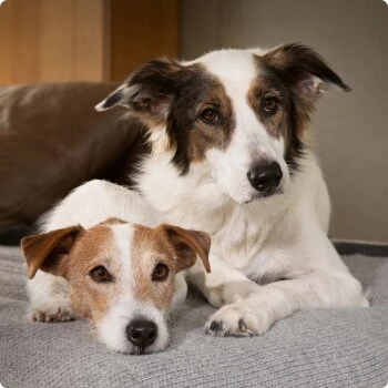 SELECT GOLD Sensitive Junior Huhn & Reis 10x125 G 5 SELECT GOLD Sensitive Junior Huhn & Reis 10x125 G – Bild 3