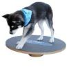 Altranet Fitpaws 20 Wobble Board -Haustierparadies 6b3bbaeae3c0382f7bb151c1300fff960559718a 171bdc7d3481e8a87f6249b6e8ad5cc44472b295