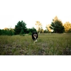 Mammaly Immu Push 110g 11 Mammaly Immu Push 110g -Haustierparadies 6e1addc1ae263ee1f16a02c5ac24fd2a4aba0889 1472893 6