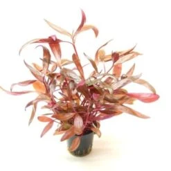 DENNERLE Wasserpflanzen-Set "80L Basic" -Haustierparadies 6f32c3ba5de2a4eff639a59a15ef39e8e5734122 c3168249d9dc0300f1cfe6f547efd345c1f9bea0