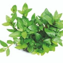 DENNERLE Wasserpflanzen-Set "80L Basic" -Haustierparadies 70ce3194c36dbb8a1e2fe759e4722da9ca8e8db9 08eb4efe7c1d062e7c72bfa0b2a0a407d552abb3