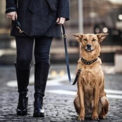 THE DOG IDEA Biothane Halsband Gold Schwarz XS -Haustierparadies 8ddedca011f4465b89a67cdd575d32d27528992a 1655410 de DE 01b2176a917ca11ea55be7a01d9a2ab678a246c6KAKUAt