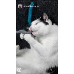 Kater Kasimir 3 Handgerollte Filzwürmchen Aus Schurwolle + 1 Mini-Flasche Katzenminze-Spray -Haustierparadies 9f7ff512709dd50e91c430c3ac3ef7ee598f1a2a 1409266 de DE 1fc0cc3c919dcaaf28a0e442859a52c0a2aaef43Mb7rqZ