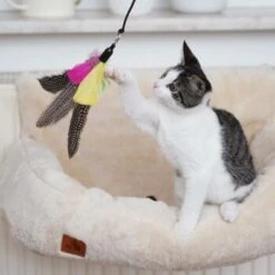 Schlitzohr Katzenangel Federanhänger 5x 19 Schlitzohr Katzenangel Federanhänger 5x -Haustierparadies ac968f3e92fea38def92e5a7524fa7085dc78563 1484675 de DE ddb20d567bfb55f49958028f07ad50186cd87523xUAnfc