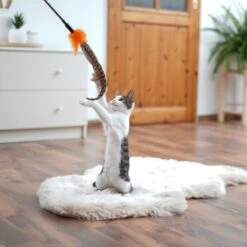 Schlitzohr Federwedel Birdy 3er Pack -Haustierparadies ad71433917b4c75207a76b8cde2a63e28ac6a3f4 1659562 de DE 3439e97a8a6ef7574f0506829a0694961b8792bfHS2VqL