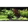DENNERLE Wasserpflanzen-Set "80L Basic" -Haustierparadies b470b6d90bc344ef10167c2ac50bac10594de69b 89fe3ec05d874577f20712fccc2b3c4e916b6f1c