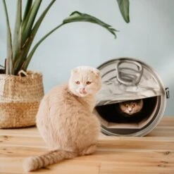 District 70 CAN Cardboard -Haustierparadies b74e7b3e816e0644dc79f2602e8fd6b2e0c86d73 287b4bbd5048dc2cbb169bff1f18c2c75fd90f94