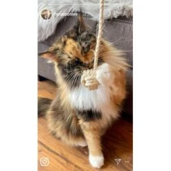 Kater Kasimir Deluxe Set Mit 9 Beliebten Katzenspielzeugen Aus Naturmaterial Und Handgemachtem CATMOM Armband 12 Kater Kasimir Deluxe Set Mit 9 Beliebten Katzenspielzeugen Aus Naturmaterial Und Handgemachtem CATMOM Armband -Haustierparadies b933584b7dcd56603dddd340f05442bfffc43e18 1408141 de DE 8e1afbeea10c4c53b2e3c89a347993a00031803ayqowzr