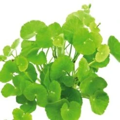 DENNERLE Wasserpflanzen-Set "80L Basic" -Haustierparadies b96734439a3451dc6c2cb32f21aa6c0919bdf854 4baf07c6c4f46c95d8d87f5e194c9591a2075d3e