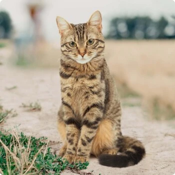 REAL NATURE Kitten Kalb & Geflügel Mit Lachsöl 6x400 G 6 REAL NATURE Kitten Kalb & Geflügel Mit Lachsöl 6x400 G – Bild 4