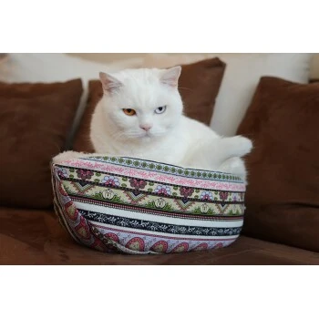 Canadian Cat Company Katzenschiff LUNA 4 Canadian Cat Company Katzenschiff LUNA – Bild 2