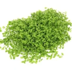 DENNERLE Wasserpflanzen-Set "80L Basic" -Haustierparadies c886337024e5d8f00f7e88ea7c9d9ea28225216e d89ae7616f0d47dcbe19abc06a58858b49cf6359