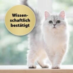 Felisept Home Comfort Nachfüller 45ml 9 Felisept Home Comfort Nachfüller 45ml -Haustierparadies caf8bdd319326ad4f481de1e79b9c99dd7d55926 1667496 3