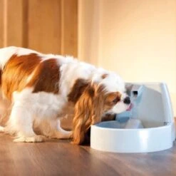 PetSafe Drinkwell Trinkbrunnen Original, 1,5 Liter -Haustierparadies cb67b5accb6fdd9ec3530e007fd4ef1689efc995 0a695b0c941d72c4fef9fa23bc6300c73cab799d
