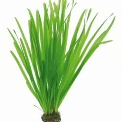 DENNERLE Wasserpflanzen-Set "80L Basic" -Haustierparadies d12b10c698be60fbf50ff3abb2528cef2a7fd32c 54db8a009bac5ab4b53f8a6575b5f6fee1a560e6