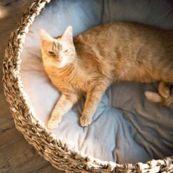 District 70 COCOON Natural M -Haustierparadies d1bca9000c27271741682ed9d9947040fa216679 010fccd4edaf289528235b12a94f95e756b71b5e