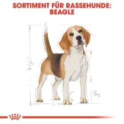 ROYAL CANIN Beagle Adult 3 Kg 13 ROYAL CANIN Beagle Adult 3 Kg -Haustierparadies d3a84b255bdcfbbde818e2c2e15191cb2313a164 3772423de91cdfa47855021f9f3e19243302a8f9