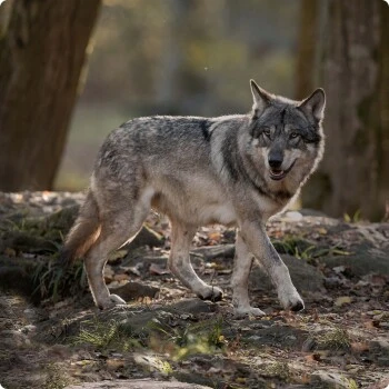 REAL NATURE WILDERNESS Mini Adult Mischfütterungs-Set 7tlg. 6 REAL NATURE WILDERNESS Mini Adult Mischfütterungs-Set 7tlg. – Bild 4