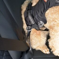 Dogs Creek Auto-Sicherheitsgeschirr Renegade S -Haustierparadies eb9d0cb2c7ae4a01b8ecbe8d4bb1caf5a3470ad1 3df2cd45ebd6f600e5a65656d3584edd73a0f3b7