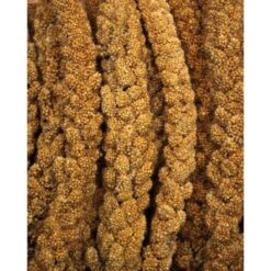 JR Farm Gelbe Kolbenhirse 1,5 Kg -Haustierparadies f38b3973c37de3c4049cfe33760d45f9b1030524 bf617f613049b6bf32c99e0b1ff1845b71b1521d