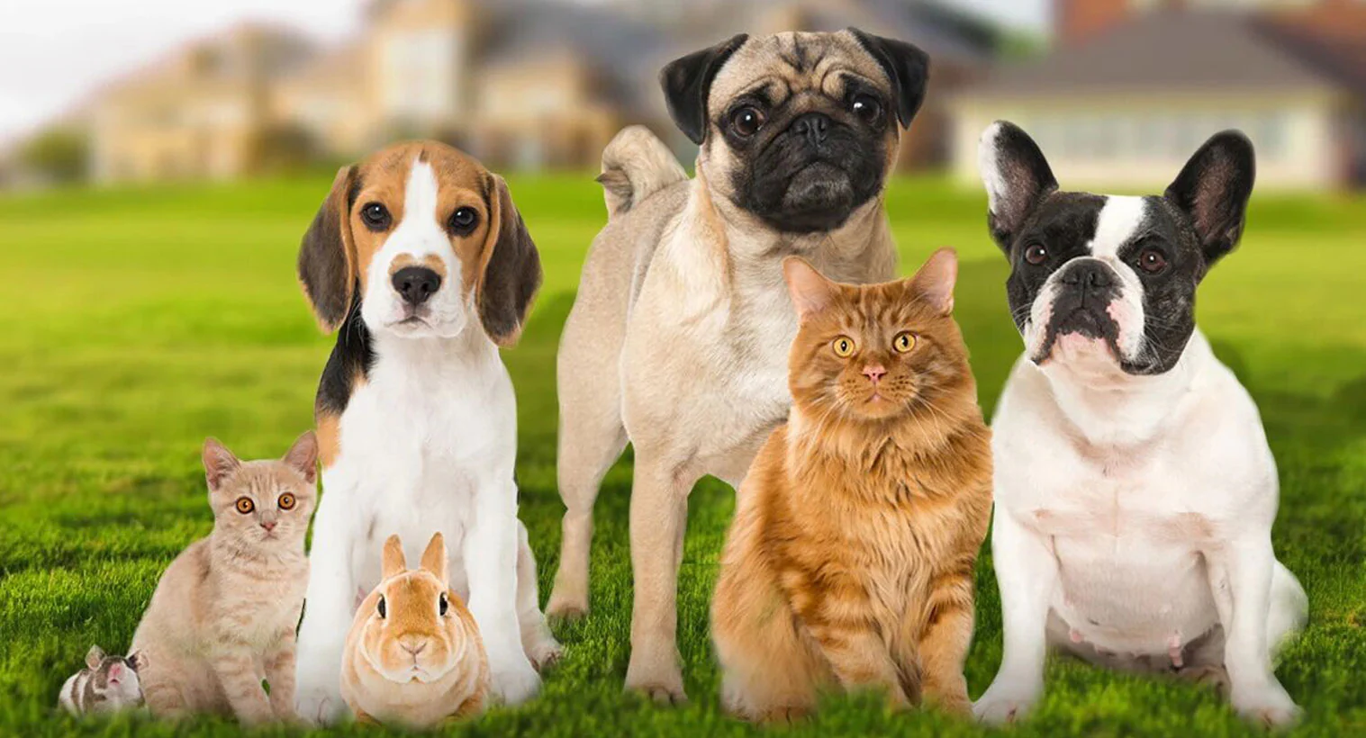 Haustierparadies -Haustierparadies mobile banne new